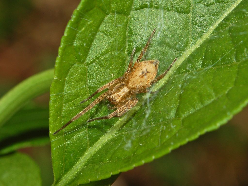 Una foglia ed un ragno: Anyphaena sp.